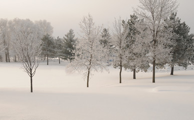 Fototapeta na wymiar Winter trees 