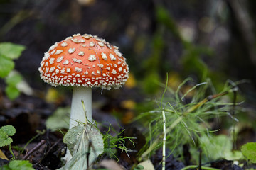 Mushrooms in the autumn forest