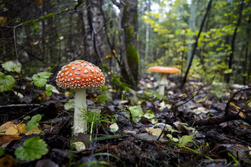 Mushrooms in the autumn forest