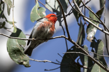 Scarlet Honeyeater Warrandyte