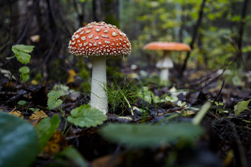 Mushrooms in the autumn forest