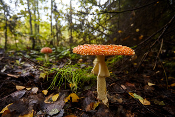 Mushrooms in the autumn forest