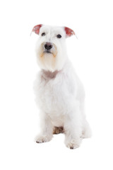 portrait of a miniature schnauzer on a white background in studio isolate