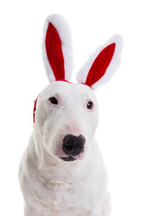 bull terrierwith red bunny ears on a white background in the studio