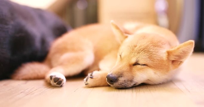Little shiba inu sleep on floor
