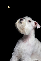 miniature schnauzer catches food on a black background in studio isolate