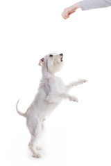 the dog jumps, trying to catch the food,  on a white background in studio isolate.