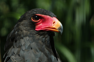 Gaukler Vogel, Terathopius ecaudatus, Portrait