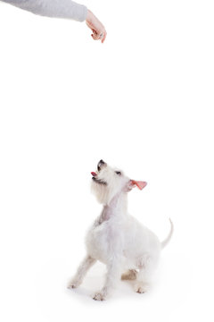 The Dog Jumps, Trying To Catch The Food,  On A White Background In Studio Isolate.