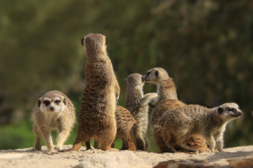 Erdmännchen Gruppe, Suricata suricatta