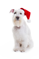 dog santa  on a white background in studio isolate.