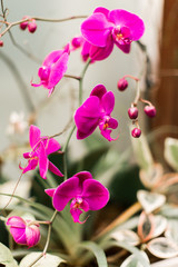 Pink Orchid