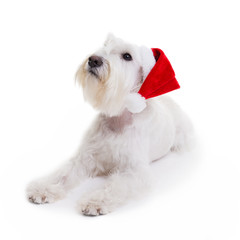 dog santa  on a white background in studio isolate.