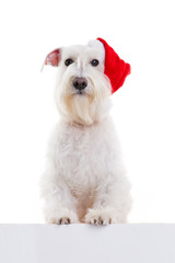 dog santa  on a white background in studio isolate.