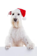 dog santa  on a white background in studio isolate