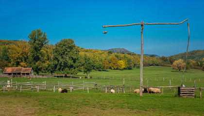 Famous racka sheeps in the field