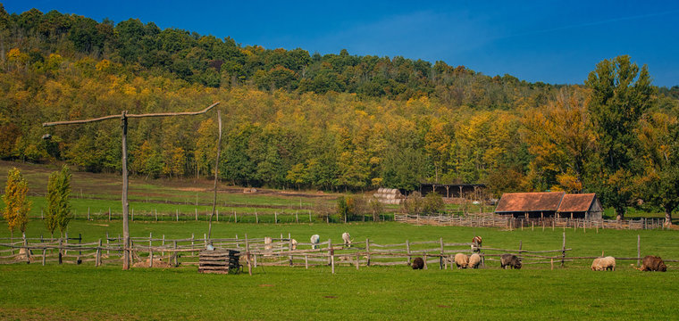 Famous racka sheeps in the field