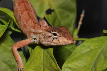 Chameleon on the tree