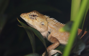 Chameleon on the tree