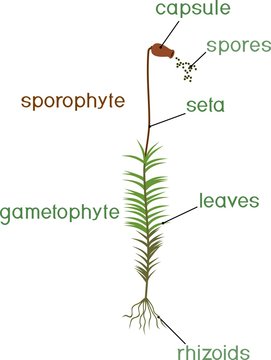 Structure of female plant haircap moss (gametophyte with sporophyte) with titles