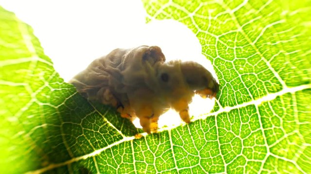 Silkworm caterpillar eating leaf at green tree in summer garden