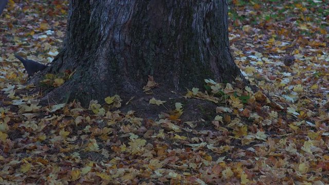 Birds, blackbird and chaffinch capping food under the leaves in autumn