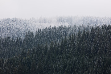 Amazing fogy forest.