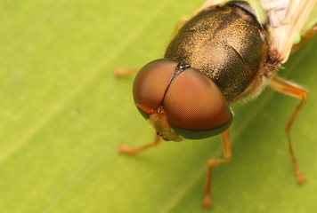 Macro the insect with nature background and sunlight