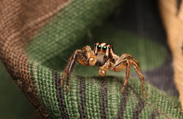 Jumping spider