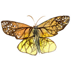 Exotic butterfly wild insect in a watercolor style isolated. Full name of the insect: butterfly. Aquarelle wild insect for background, texture, wrapper pattern or tattoo.