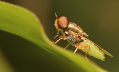 Macro the insect with nature background and sunlight