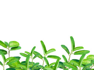 Plant on white background for presenting or typing text.