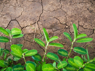 Plant on cracked ground.
