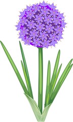 Flower of ornamental onion with green leaves on white background