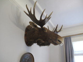 Чучело Оленя