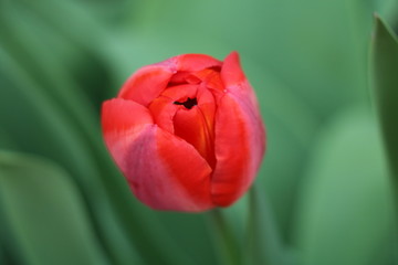 Red tulip in the garden, Spring time