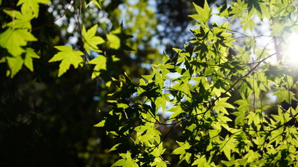 木漏れ日の紅葉