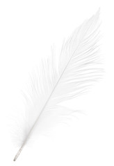 Fototapeta premium pure soft white straight feather