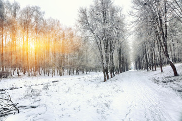 Snow-covered trees in the city park