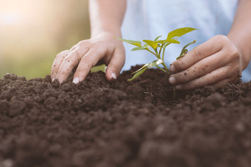 Child hand planting young tree on black soil as save world concept