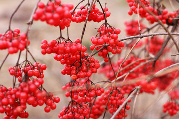 Red viburnum. Autumn. Summer. Winter. Cold. 