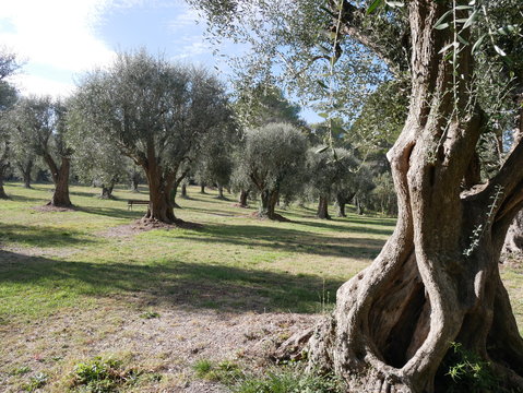 oliveraie vieux oliviers