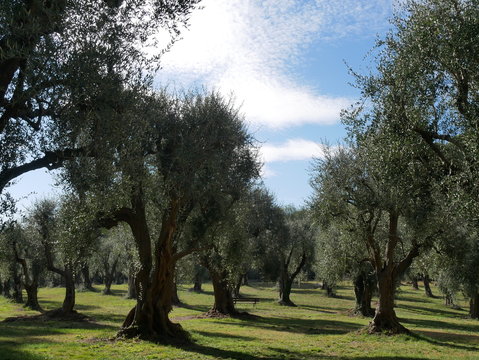 oliviers oliveraie