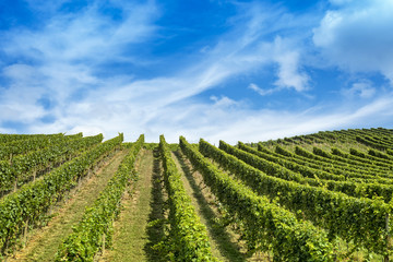 Fototapeta na wymiar Rows of vine against blue sky