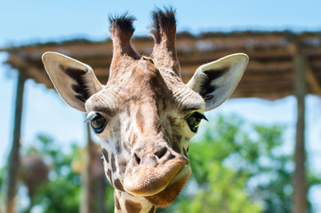 funny giraffe smiles and grimaces, builds his face, laughs