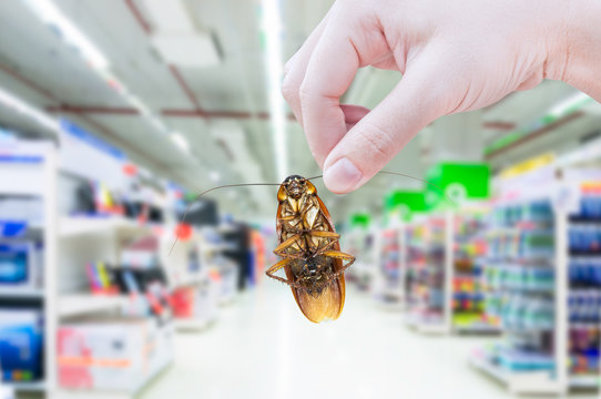 Hand holding cockroach in the supermarket,eliminate cockroach in shopping mall