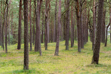 Obraz premium Nadelwald auf der Schaabe auf Insel Rügen in Deutschland