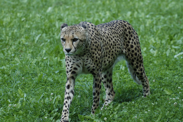 Gepard,  Acinonyx jubatus