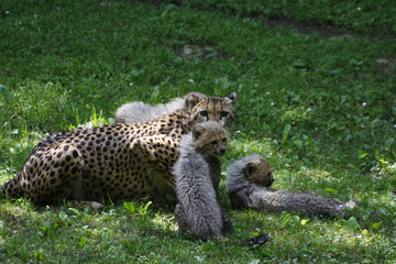 Gepard Muttertier mit Jungtieren, Acinonyx jubatus