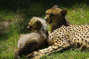 Gepard Muttertier mit Jungem, Acinonyx jubatus